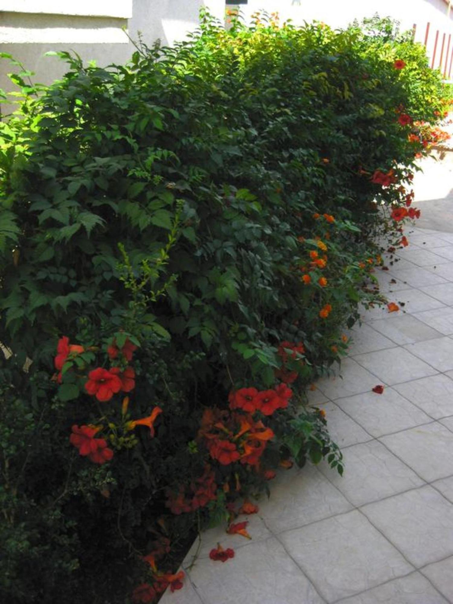Villa Alba Apartments โดบราวอดา ภายนอก รูปภาพ